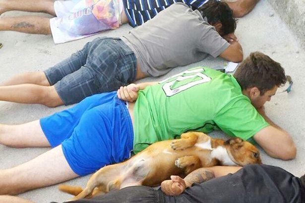 В Бразилии собака наркоторговцев сама сдалась полиции: фотофакт