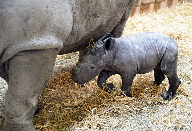 В австрийском зоопарке родились маленькие носороги: опубликованы фото