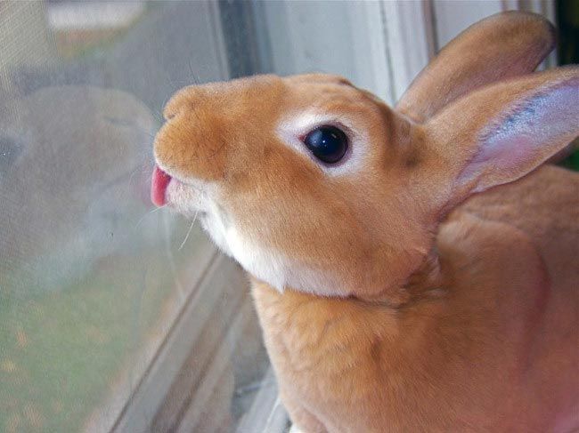 17 уморительных животных, которые обожают лизать окна