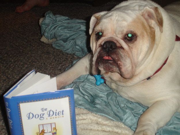 15 собак, которые не имеют понятия, зачем им дали книги
