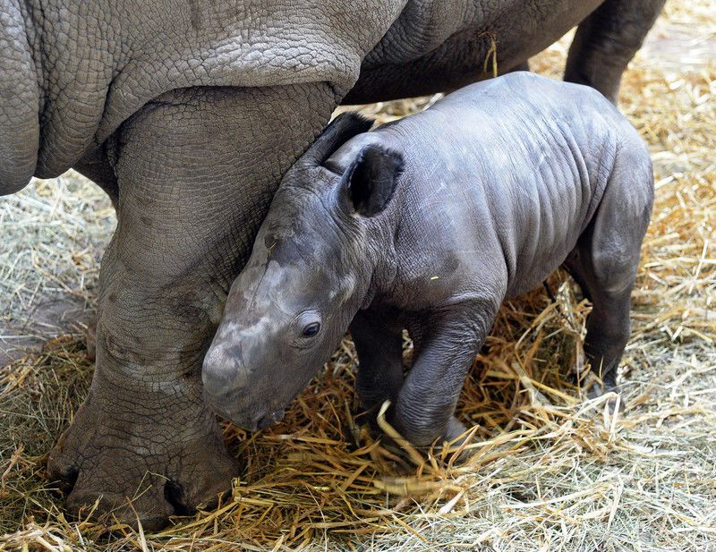 В австрийском зоопарке родились маленькие носороги: опубликованы фото