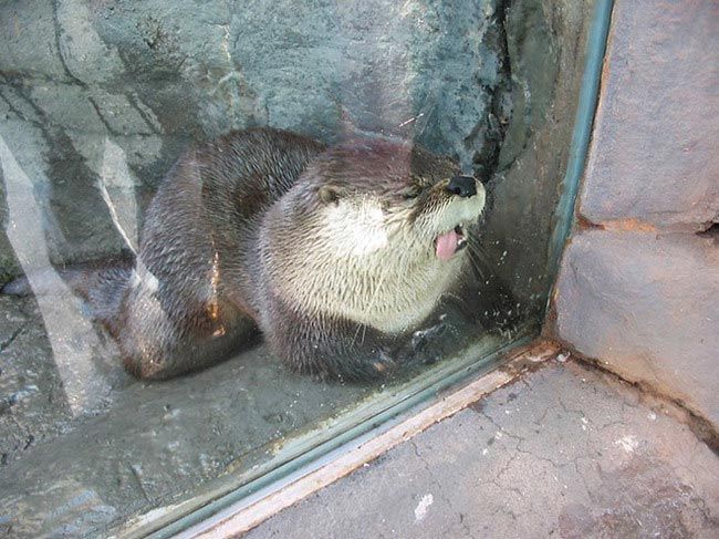 17 уморительных животных, которые обожают лизать окна