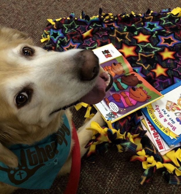 15 собак, которые не имеют понятия, зачем им дали книги