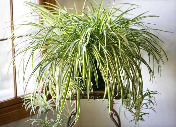 Лучшие комнатные растения, которые заменят вам очиститель воздуха