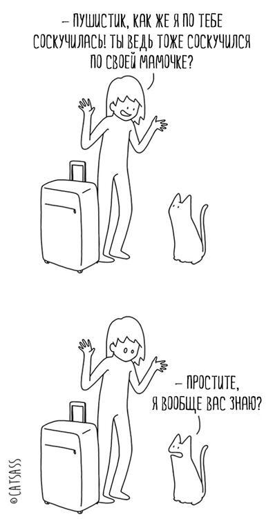 Невероятно забавный комикс о самовлюбленных котиках