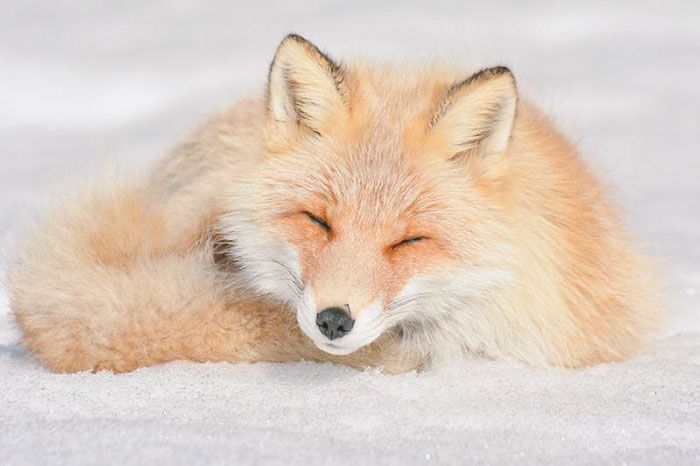 6 невероятно милых животных с острова Хоккайдо
