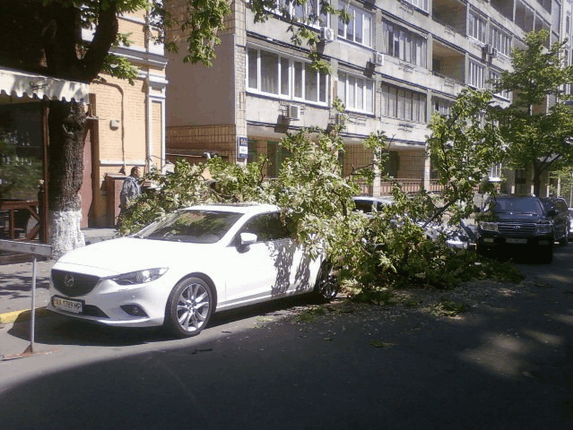 В Киеве на автомобили упало дерево: фотофакт