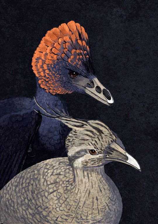 Динозавр-курица подсказал ученым, как у птиц появился клюв