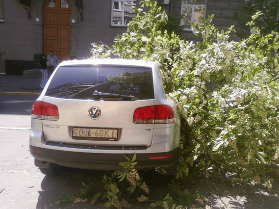 В Киеве на автомобили упало дерево: фотофакт