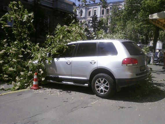 В Киеве на автомобили упало дерево: фотофакт