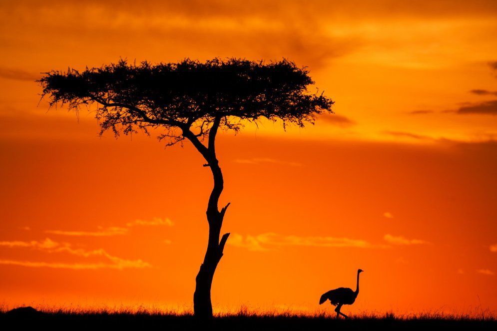 Увидеть солнце и умереть: невероятные восходы и закаты в Кении