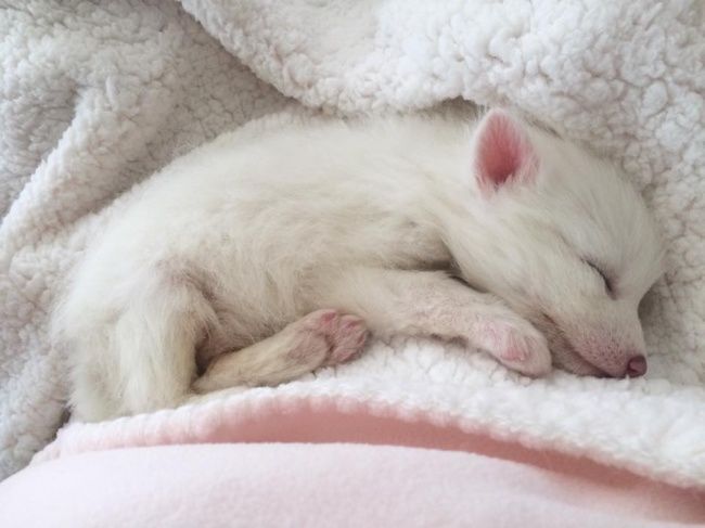 Белый лисенок побил всех котиков и песиков в милоте: мимишные фото