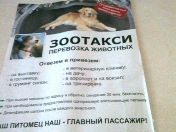 В Киеве появилось такси для собак и котов