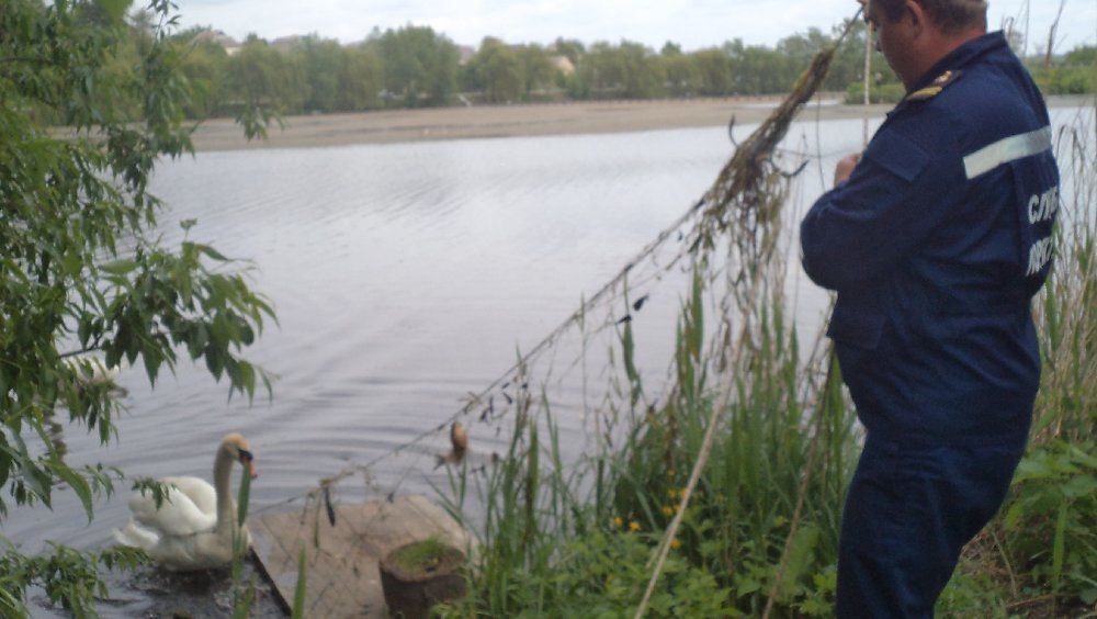 На Киевщине лебеди пытались спасти птенца, им помогли люди