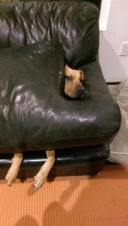 Эти 20 собак знают, как поудобнее устроиться на диване