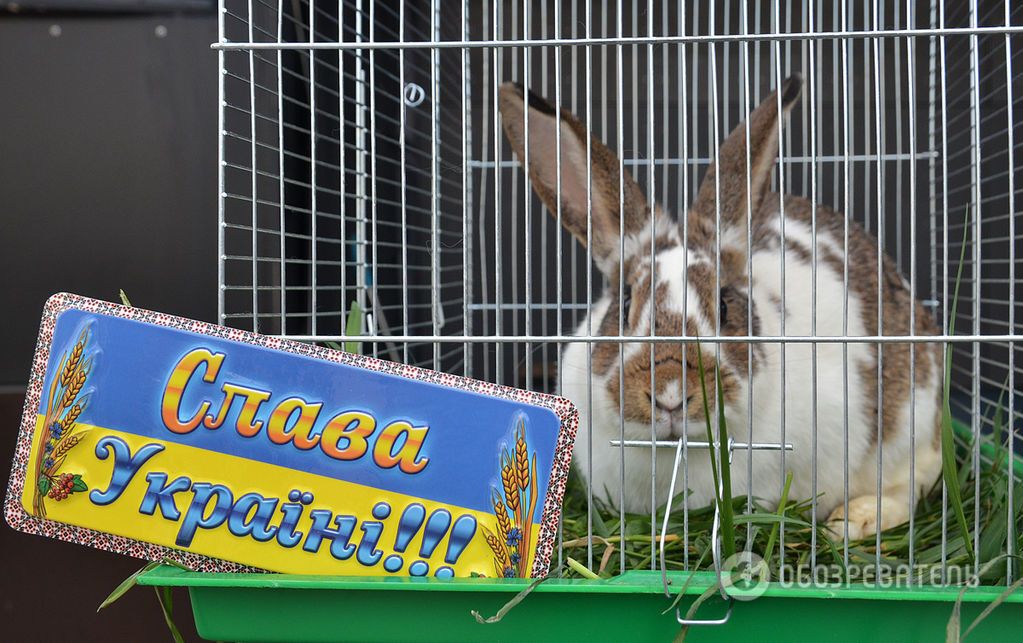 Фоторепортаж з-під Ради: кролик на поросі, шибениця і золота батарея