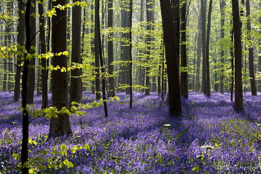 Малиновый звон: чарующий лес колокольчиков в Бельгии