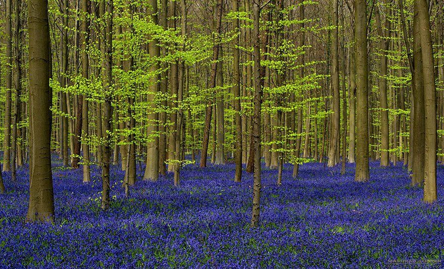 Малиновый звон: чарующий лес колокольчиков в Бельгии