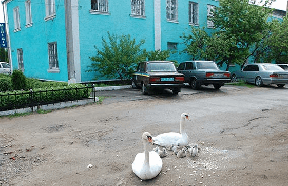 Провели в зону АТО: в Виннице семью лебедей охранял кортеж ГАИ - фото и видеофакт