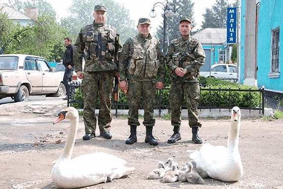 Провели в зону АТО: в Виннице семью лебедей охранял кортеж ГАИ - фото и видеофакт