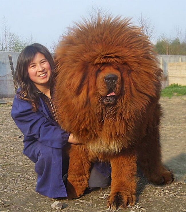 19 огромных собак, которые не знают, насколько они большие