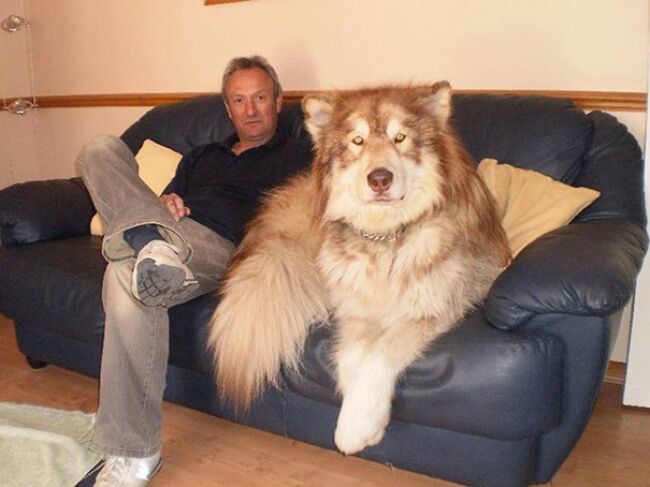 19 огромных собак, которые не знают, насколько они большие