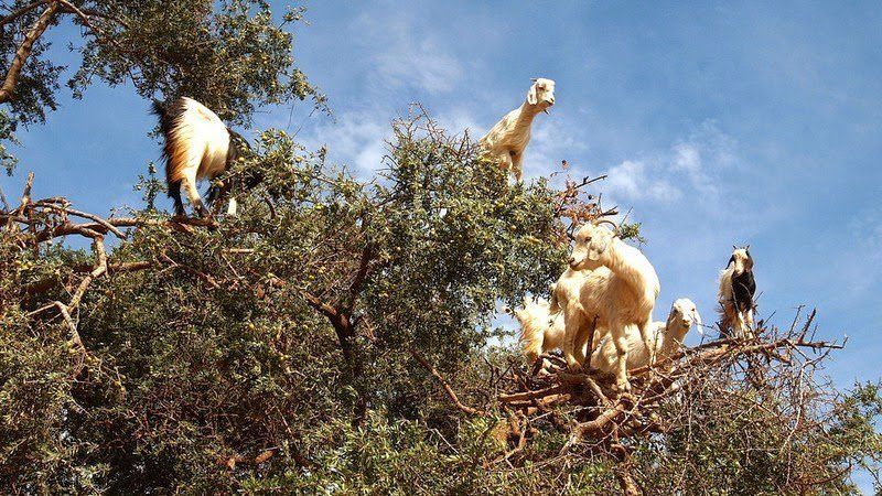 Потрясающие "козьи" деревья в Марокко