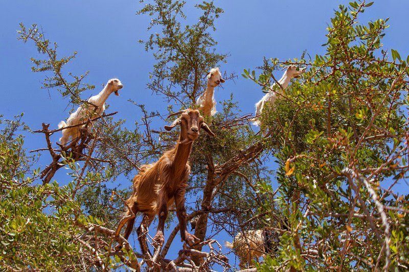 Потрясающие "козьи" деревья в Марокко