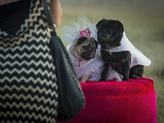 В Австралии состоялась свадьба мопсов