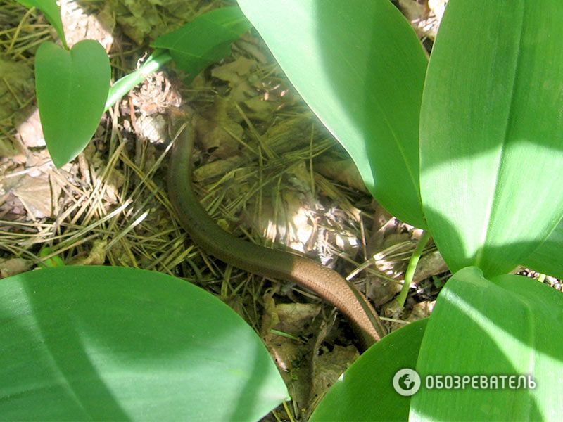 Киевские леса заполонили безногие ящерицы: фотофакт