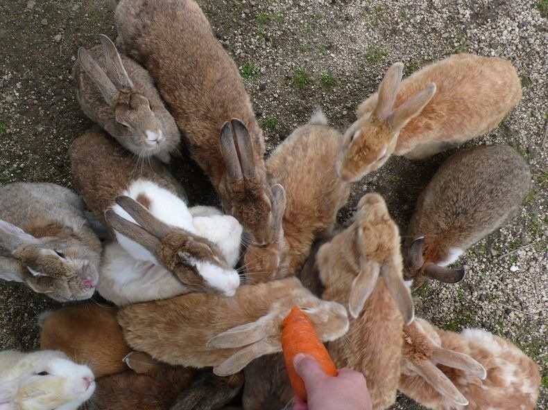 Лапки да ушки: пушистый остров кроликов в Японии
