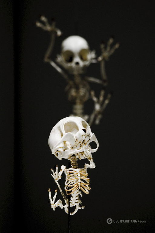 Необычная выставка скелета Тома и Джерри и других мультяшных героев покоряет мир