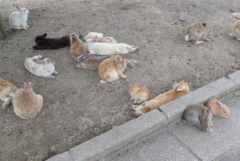 Лапки да ушки: пушистый остров кроликов в Японии