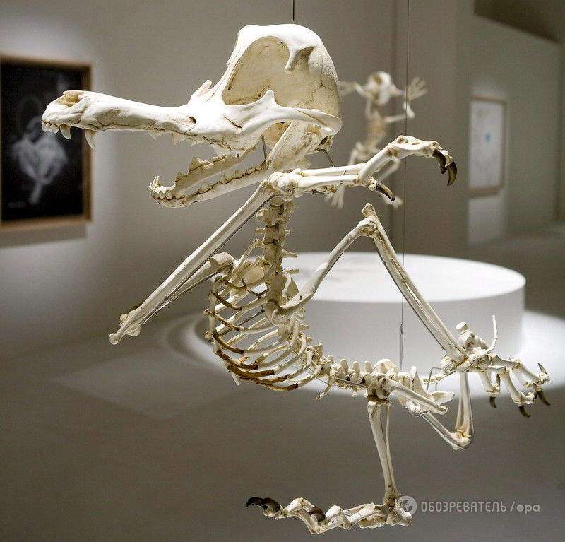 Необычная выставка скелета Тома и Джерри и других мультяшных героев покоряет мир