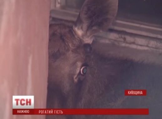 Под Киевом во двор высотки забежал испуганный лось