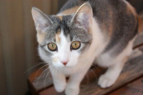 Каких животных чаще всего гуглят в сети, кроме котиков и песиков