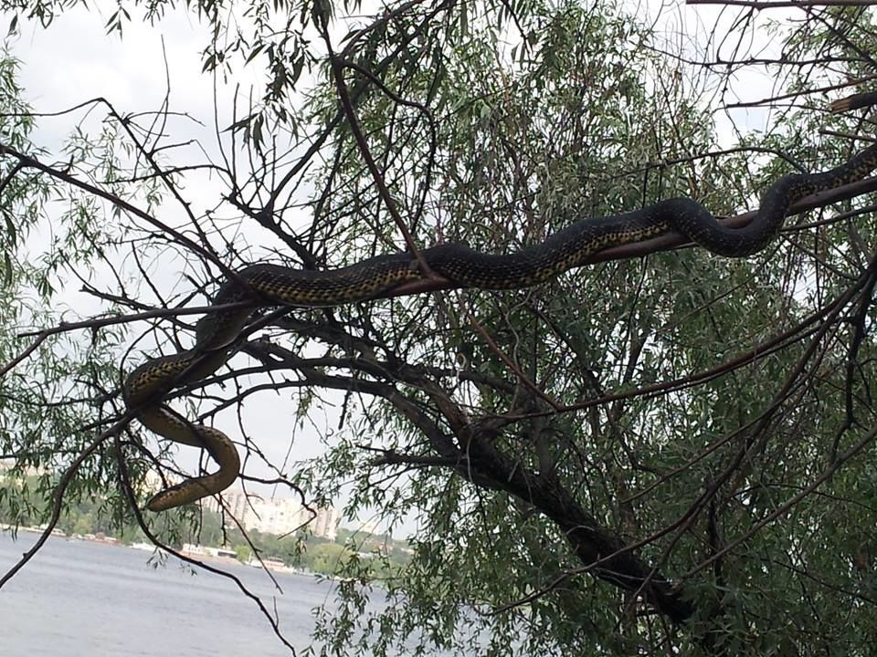 На Хортице девушку напугал гигантский змей, живущий на дереве: фотофакт
