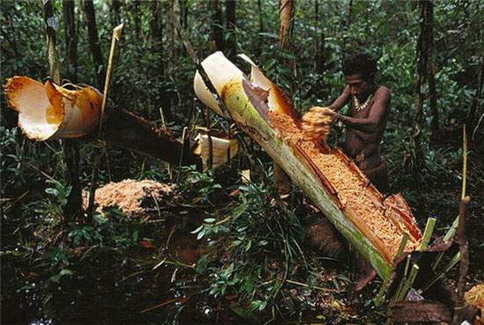 Людоеды, живущие на деревьях: племя короваи в Папуа-Новой Гвинее