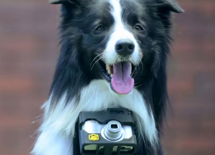 Удивительные снимки, сделанные первой в мире собакой-фотографом