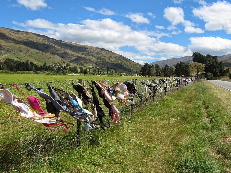 Женские прелести: в Новой Зеландии стоит забор с тысячами лифчиков