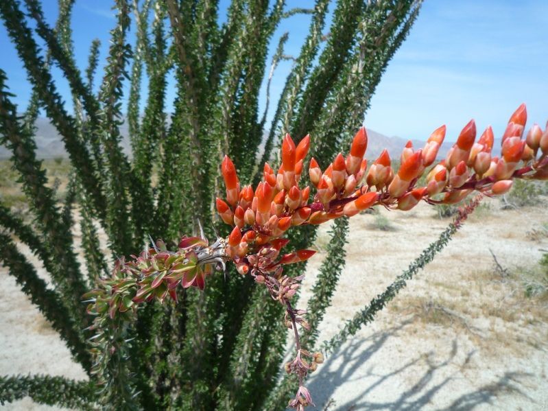 Яркое чудо земли: цветущая пустыня Анза-Боррего