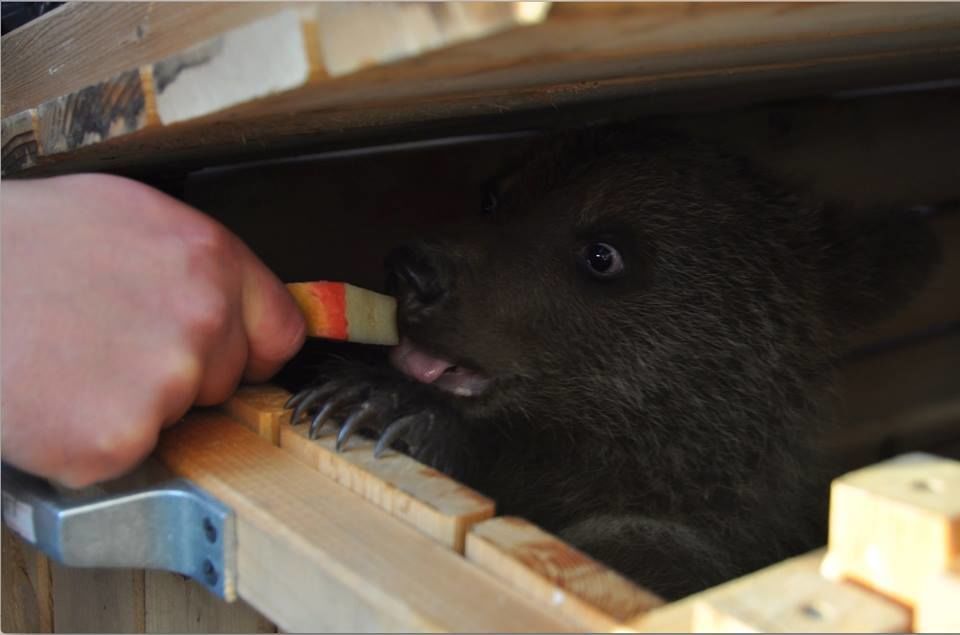 Спасение медвежат: вместо Дубая мишки попали в Карпаты