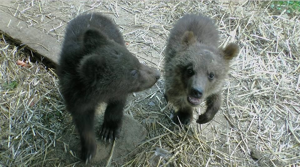 Спасение медвежат: вместо Дубая мишки попали в Карпаты