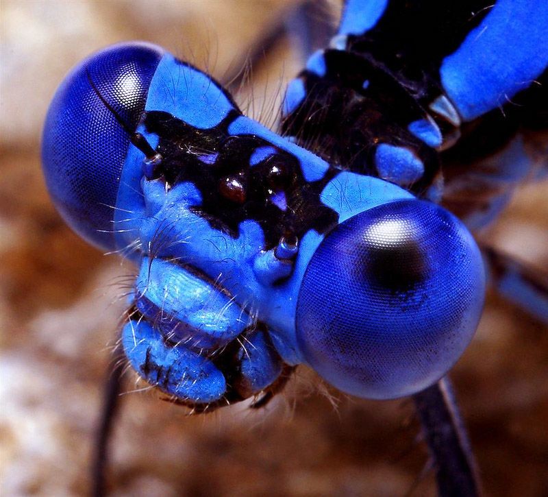 Монстры вокруг нас: увеличенные фото насекомых
