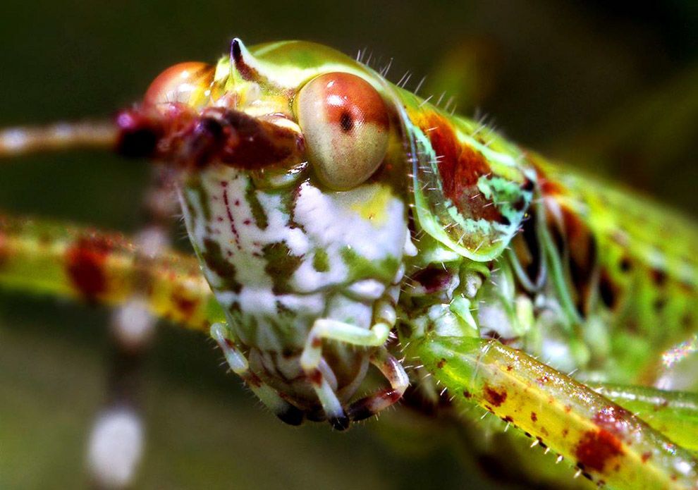 Монстры вокруг нас: увеличенные фото насекомых