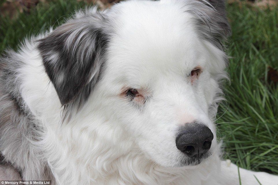 Трогательные фото последних мгновений жизни животных с их хозяевами