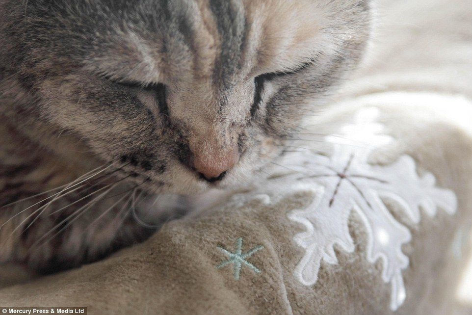 Трогательные фото последних мгновений жизни животных с их хозяевами