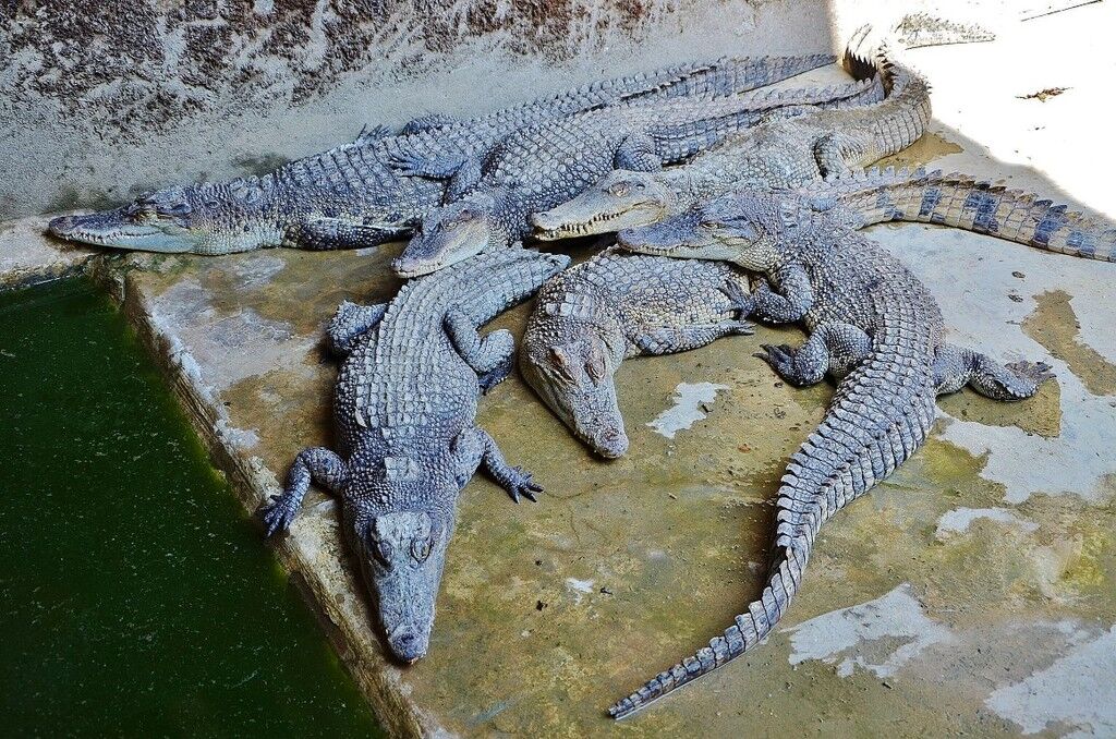 Смертельный трюк на крокодиловой ферме