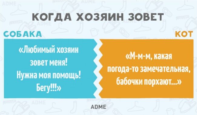 Чем собаки отличаются от котов: 11 сравнений