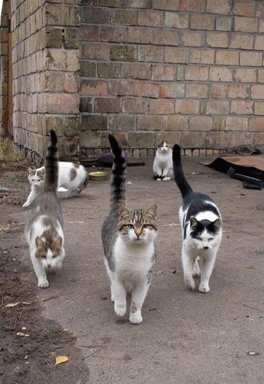 20 снимков суровых дворовых котов